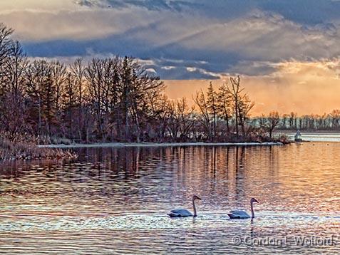 Swans At Sunset_28802.jpg - Trumpeter Swans (Cygnus buccinator) photographed at sunset along the Rideau Canal Waterway in Kilmarnock, Ontario, Canada.